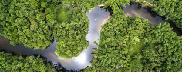 forêt amazonienne