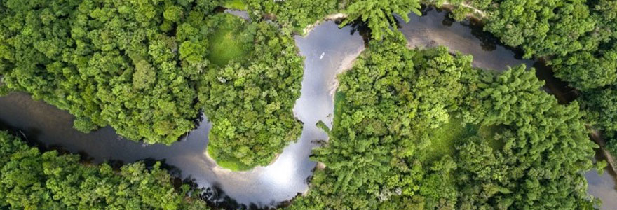 forêt amazonienne